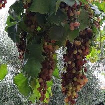 grappoli uva grappoli uva